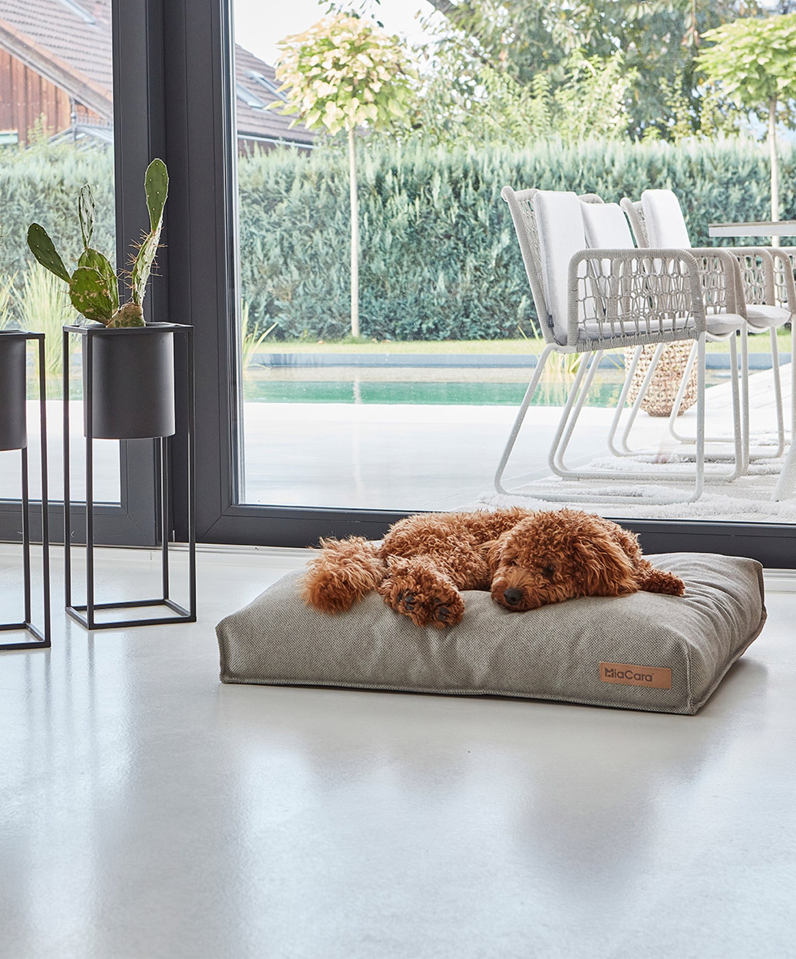 Schönes Zuhause mit Deinem Hund Schönes Zuhause mit Deinem Hund
