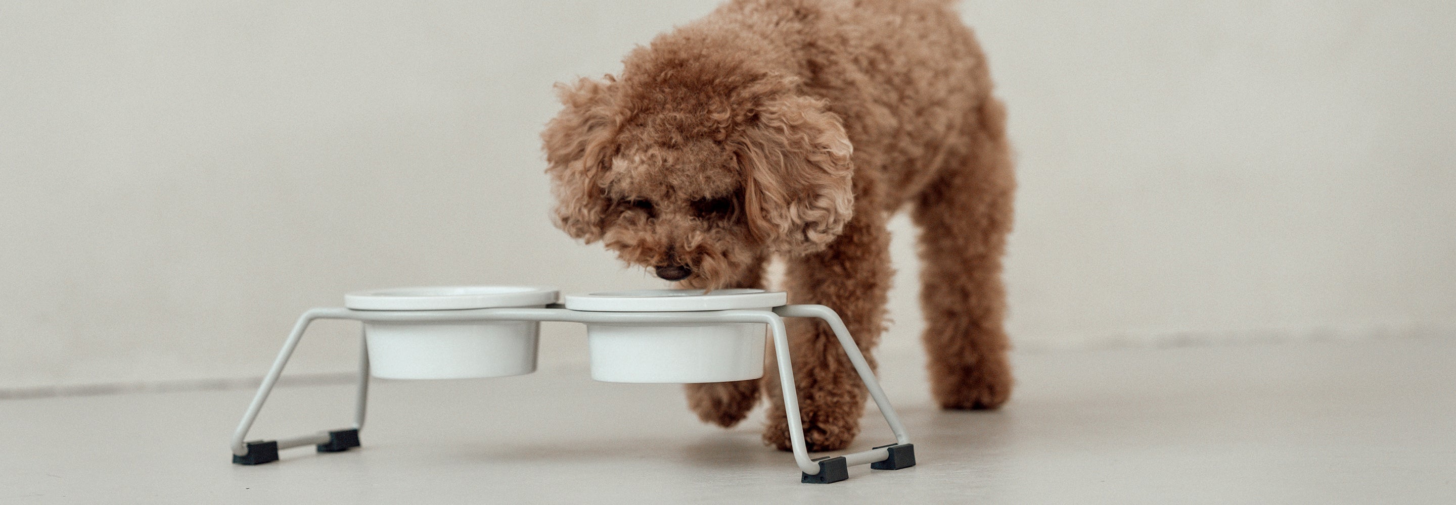 Premium Dining Accessories for Dogs – Stylish & Functional | MiaCara
