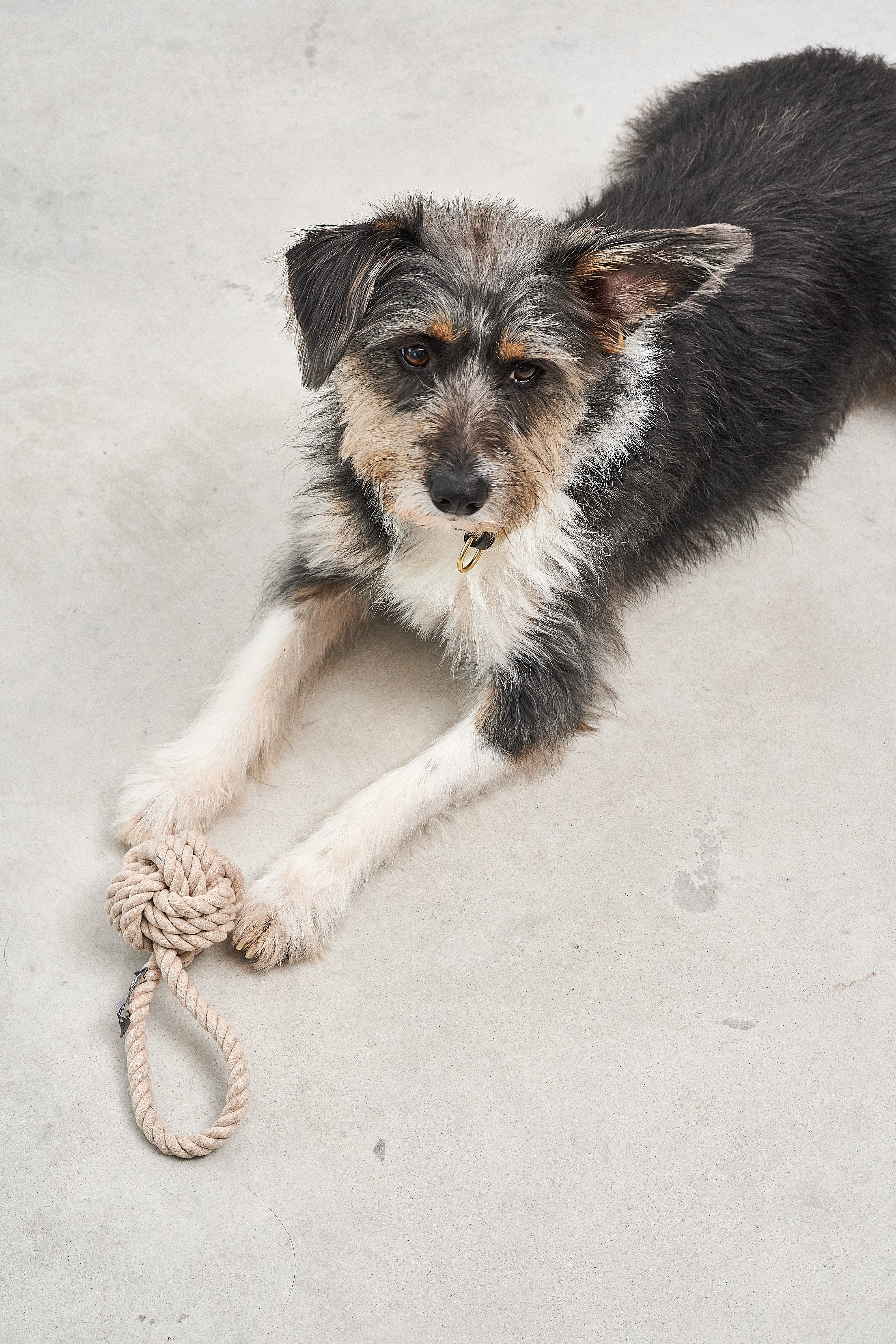 Shop Gusto Dog Treat Bag now online | MiaCara