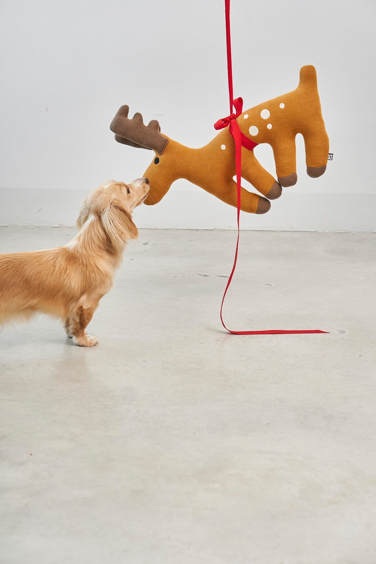 Gift Guide for Dogs and Dog Lovers