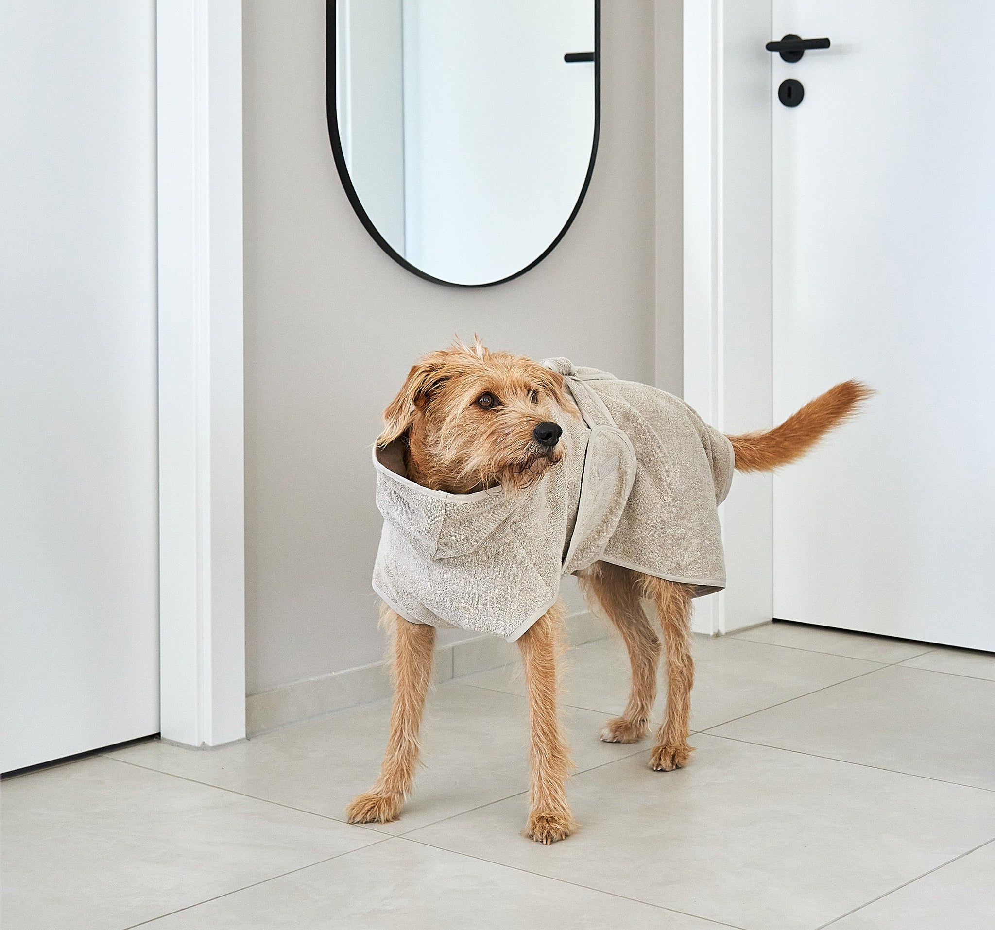 Dog Grooming from Head to Paw