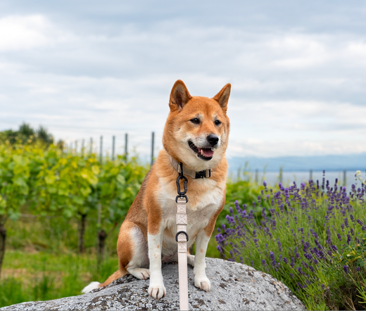 Exploring the Lake Constance Region With Svenja and Lotte