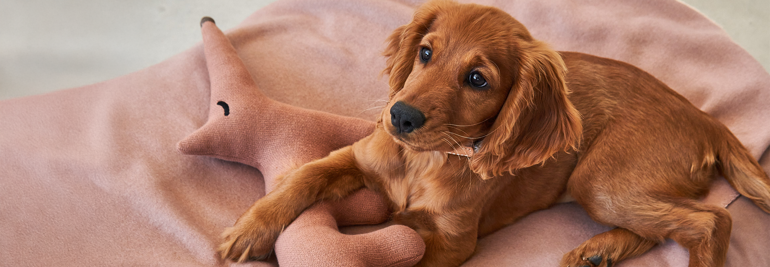 Kuscheltiere für Hunde