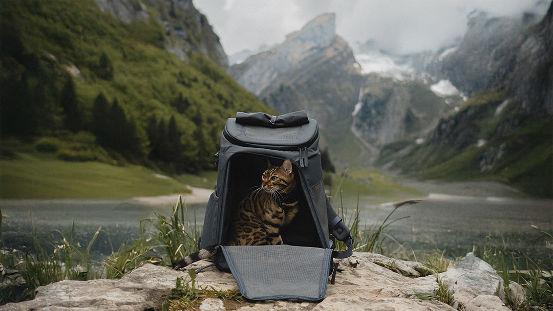 Travel Essentials für Deine Katze
