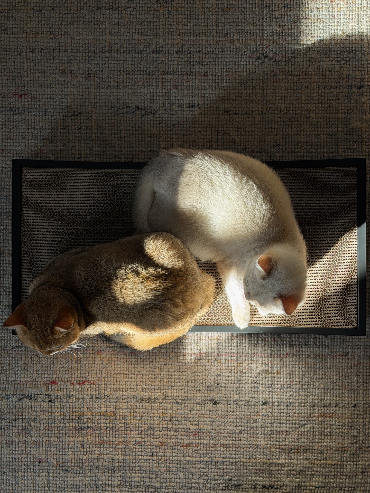 Image 68883194904949