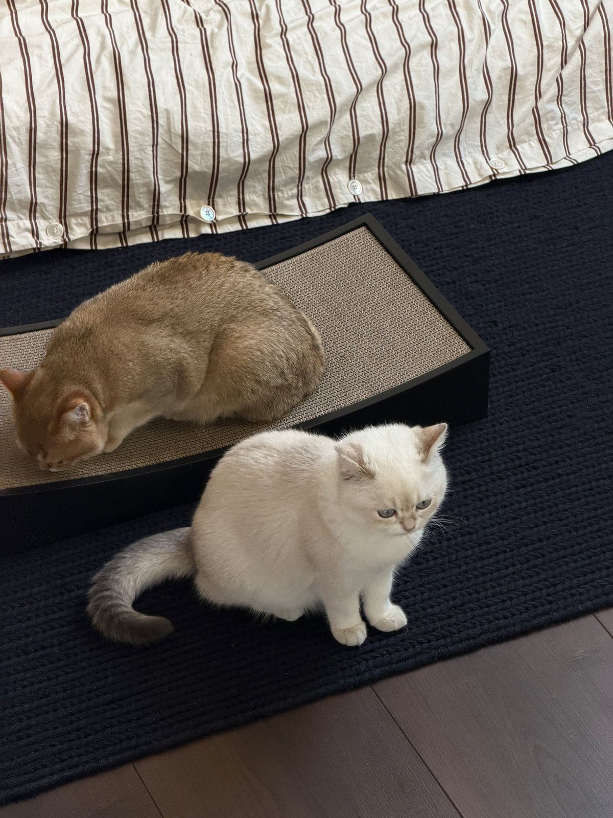 Image 68882816631157