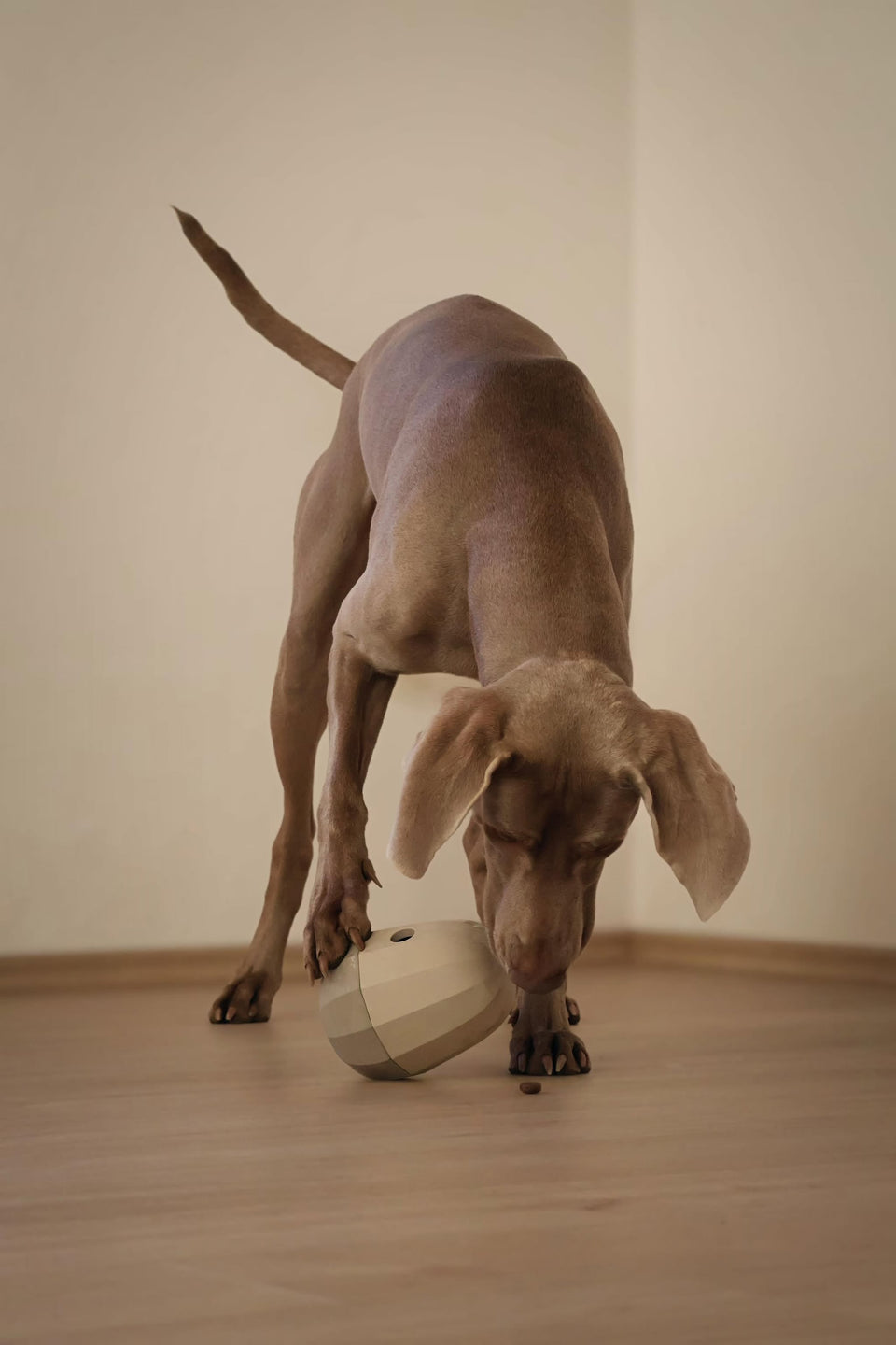 Image 68090892157301