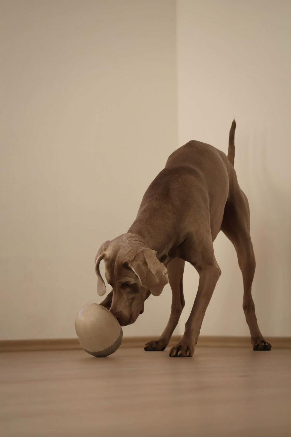 Image 68090873741685