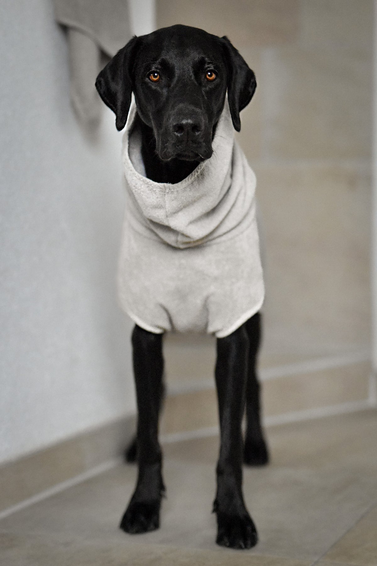 Image 68303331754357