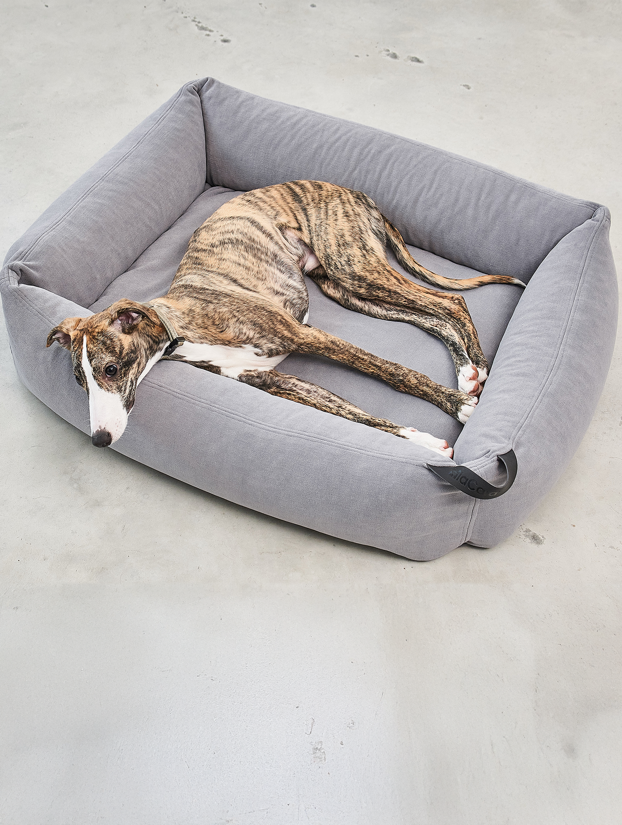 Comodo