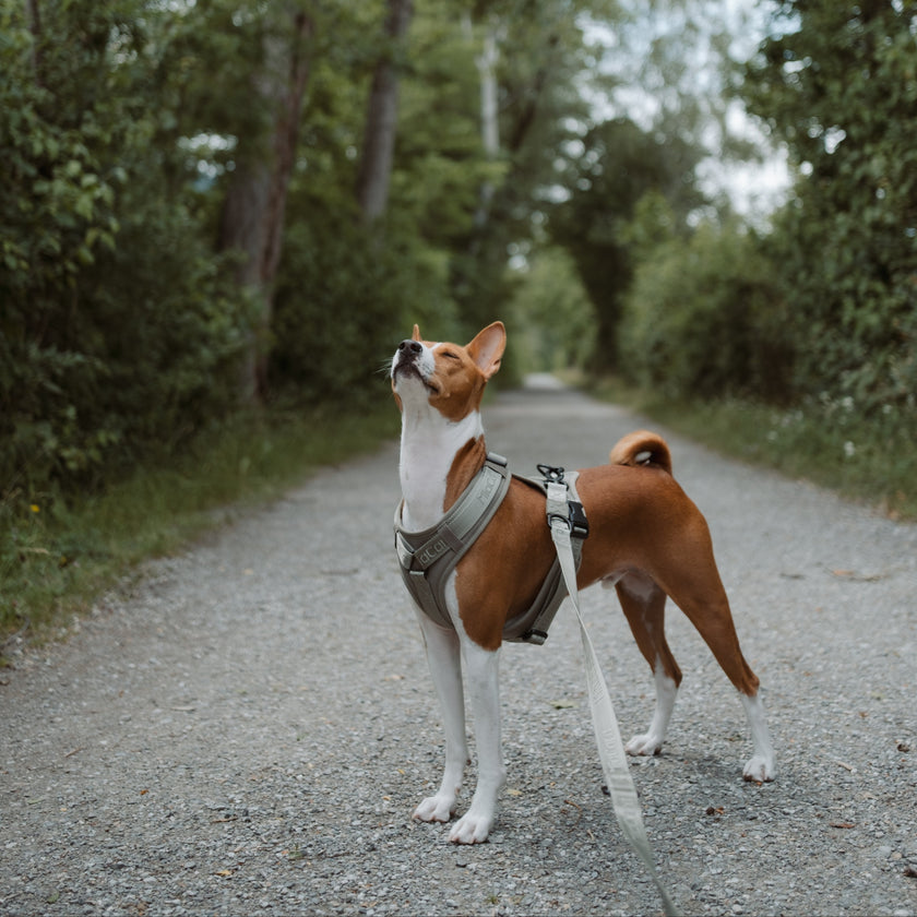 Image 68901125620085