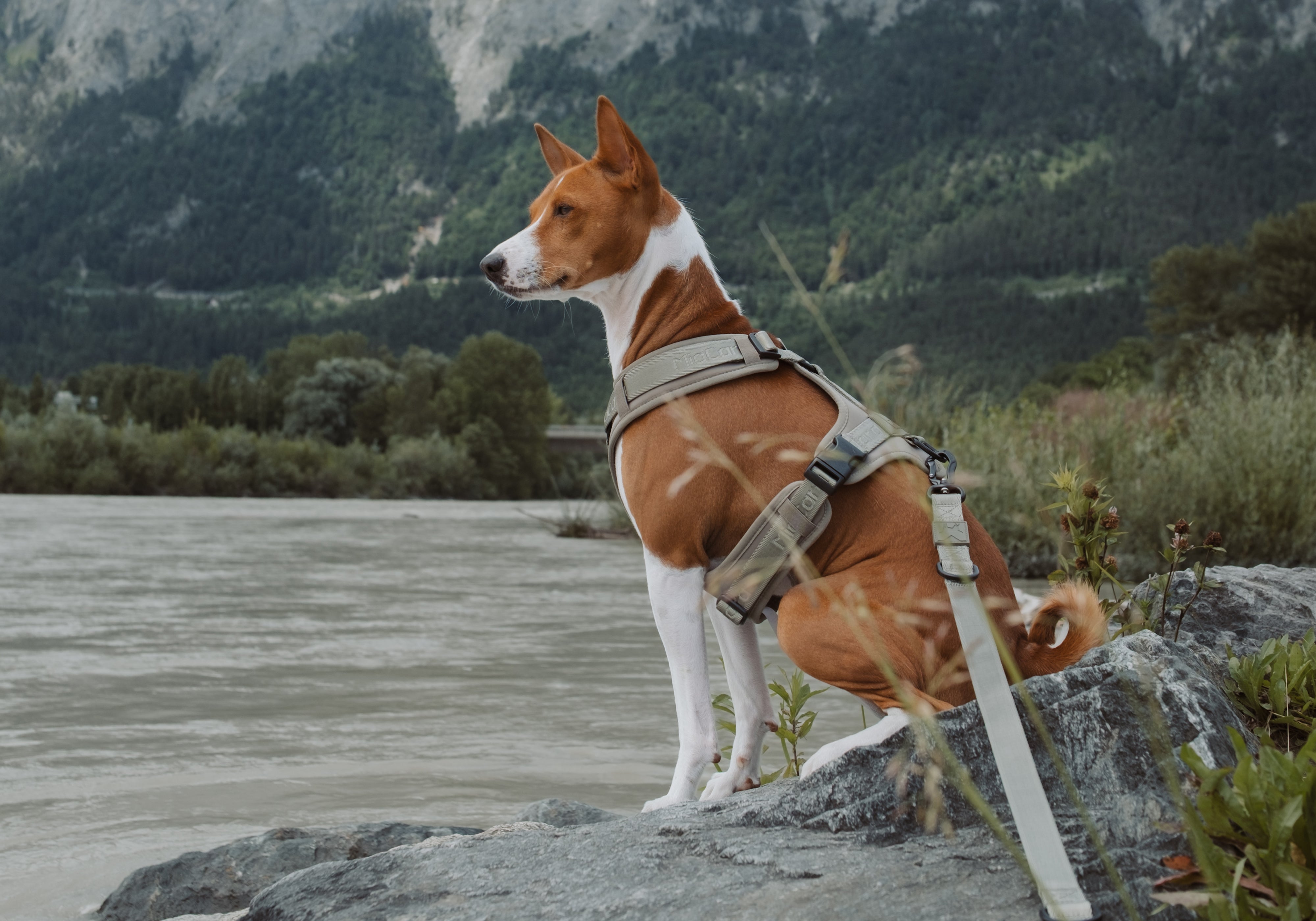 Design Products for Dogs and Cats | MiaCara