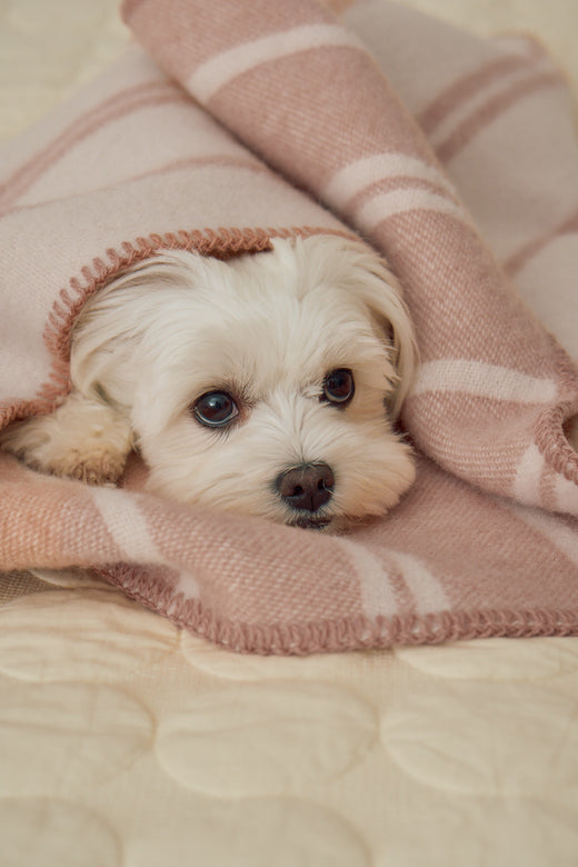 SKU:: C03-019-02 ||
