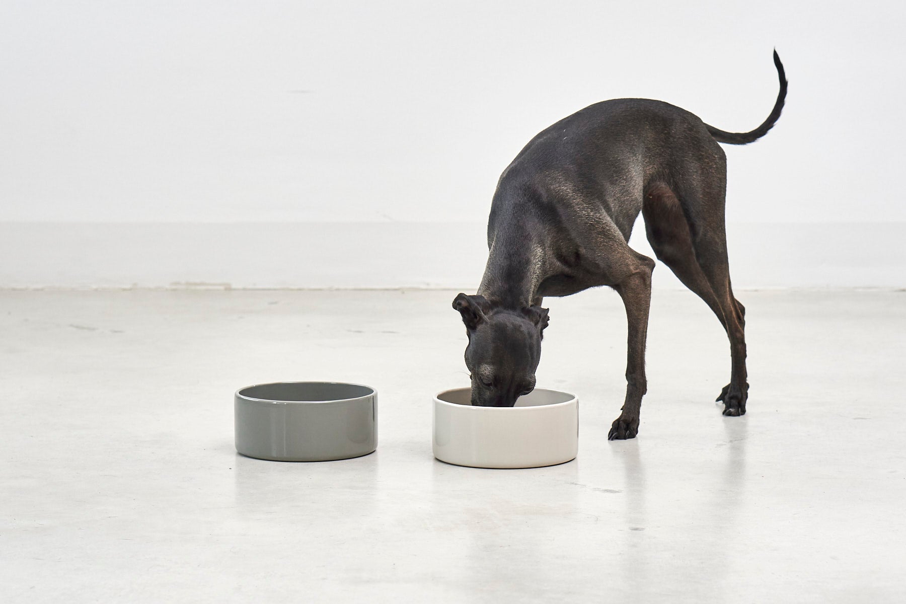 Scodella Dog Bowl MiaCara - Main Image