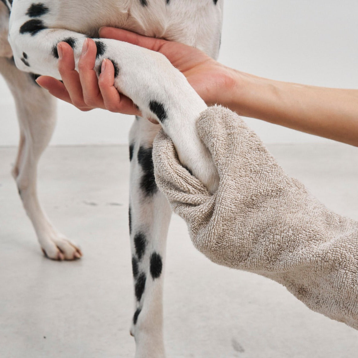 pfoten handschuh hund Guanto