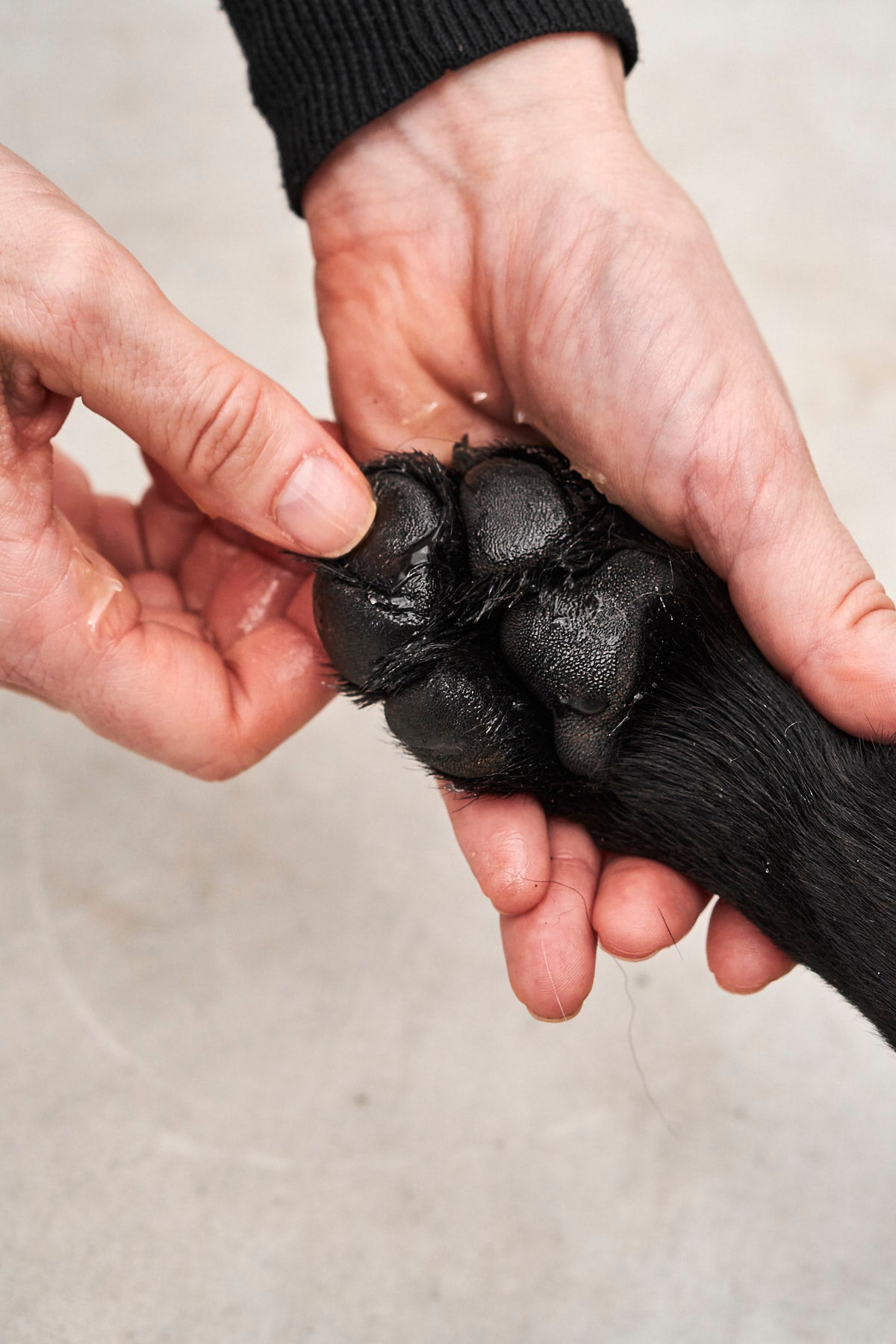 Image 68712729182581