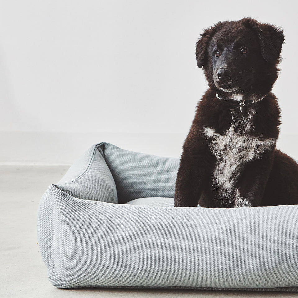 Outlet for Dog Products – Design at Affordable Prices | MiaCara