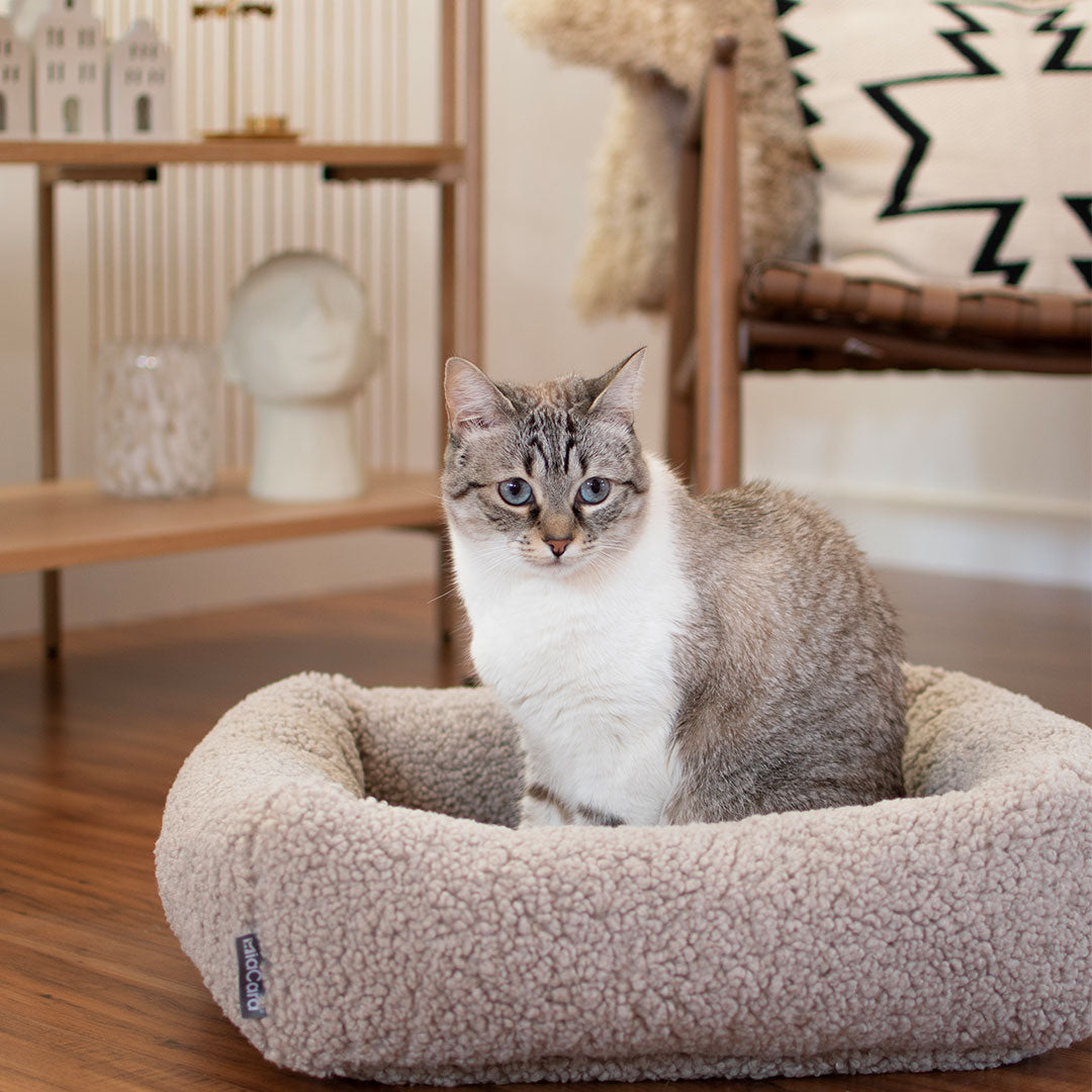 Chewy cat beds best sale